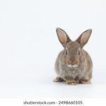 2025274期3D开奖结果最新公布,完整开奖号码已揭晓 ntc1cb2be