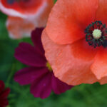 475开奖前后出现的惊人现象与规律解析 vrn1a